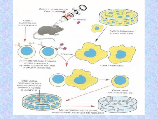 Получение гибридом. Моноклональные антитела Гибридомная технология. Схема получения моноклональных антител иммунология. Схема получения моноклональных антител микробиология. Гибридомная технология получения моноклональных антител.
