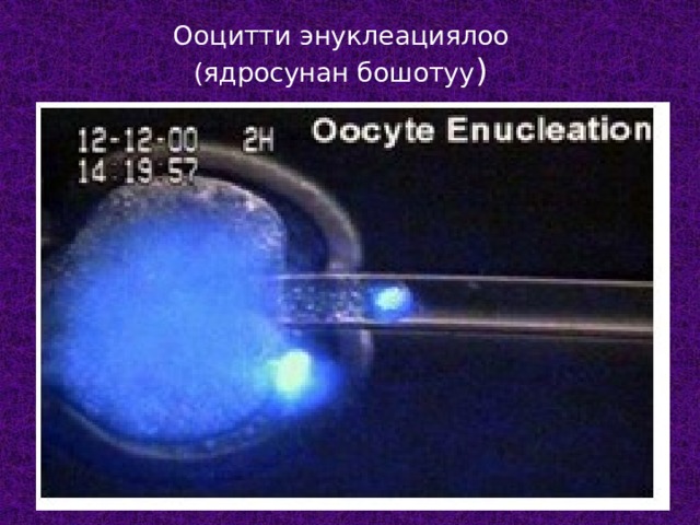 Ооцитти энуклеациялоо  (ядросунан бошотуу ) 