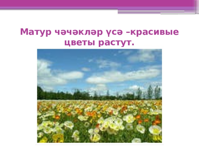 Матур чәчәкләр үсә –красивые цветы растут. 