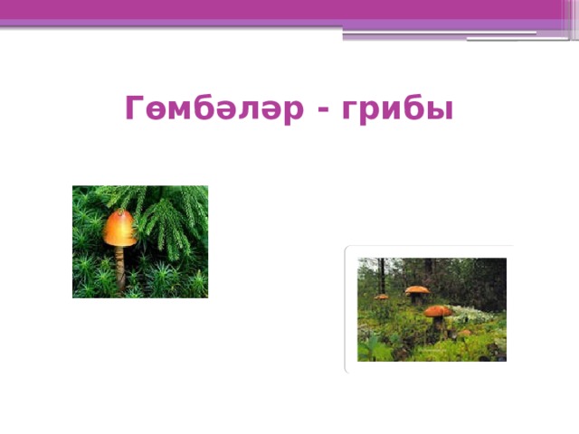 Гөмбәләр - грибы 