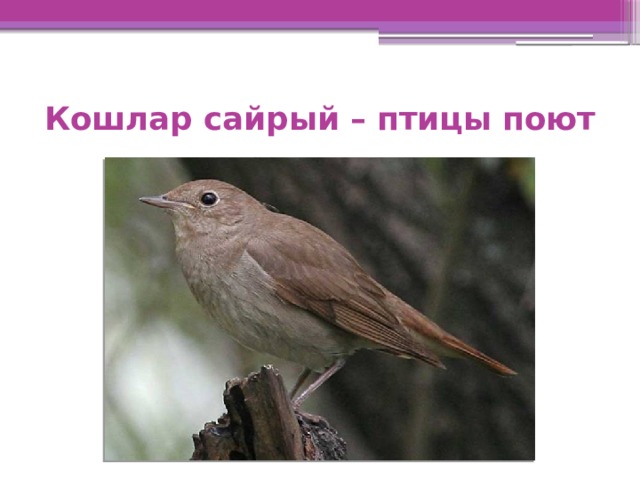 Кошлар сайрый – птицы поют 
