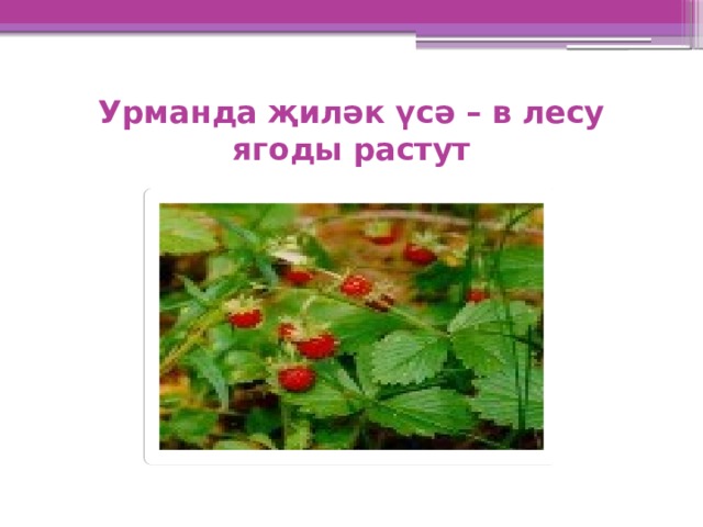 Урманда җиләк үсә – в лесу ягоды растут 
