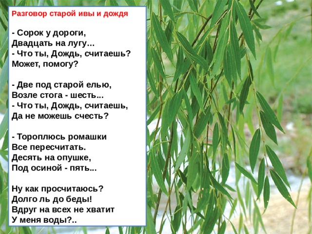 Разговор старой ивы и дождя     - Сорок у дороги,   Двадцать на лугу…   - Что ты, Дождь, считаешь?   Может, помогу?    - Две под старой елью,   Возле стога - шесть...   - Что ты, Дождь, считаешь,   Да не можешь счесть?    - Тороплюсь ромашки   Все пересчитать.   Десять на опушке,   Под осиной - пять...    Ну как просчитаюсь?   Долго ль до беды!   Вдруг на всех не хватит   У меня воды?..  