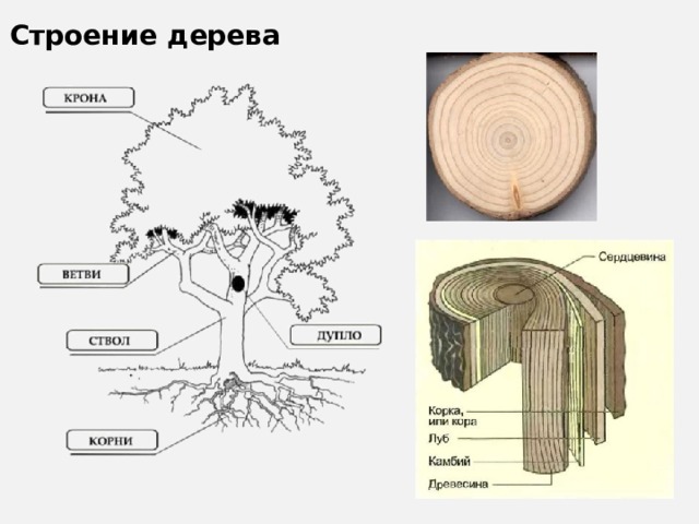 Строение дерева картинка для дошкольников