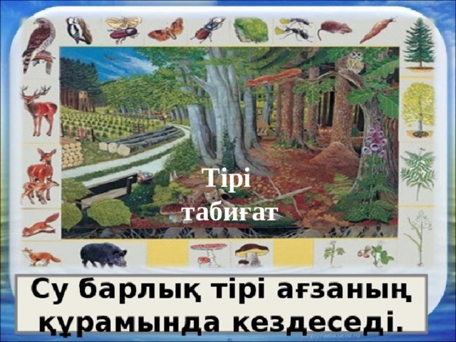 Тірі табиғат 
