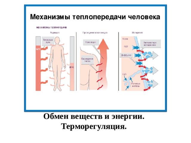 Механизм терморегуляции презентация