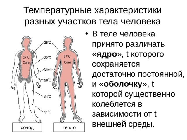 Температурные характеристики разных участков тела человека В теле человека принято различать « ядро », t которого сохраняется достаточно постоянной, и « оболочку », t которой существенно колеблется в зависимости от t внешней среды.  холод тепло 