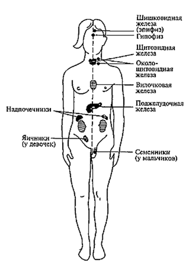 Железы внутренней секреции схема