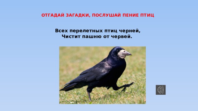 ОТГАДАЙ ЗАГАДКИ, ПОСЛУШАЙ ПЕНИЕ ПТИЦ Всех перелетных птиц черней, Чистит пашню от червей. 