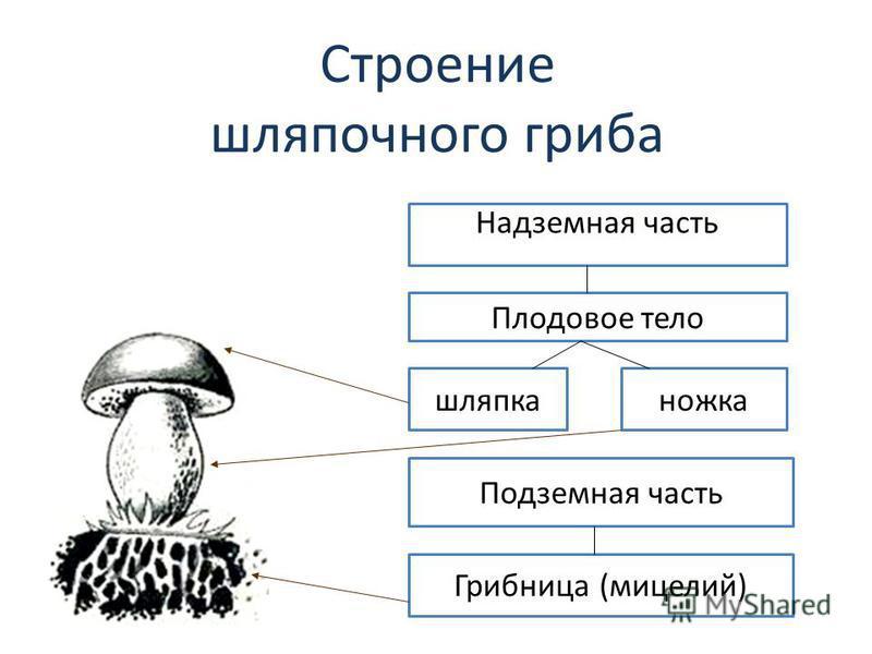 Шляпочные грибы – примеры, виды и …