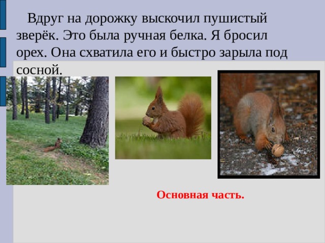  Вдруг на дорожку выскочил пушистый зверёк. Это была ручная белка. Я бросил орех. Она схватила его и быстро зарыла под сосной. Основная часть. 