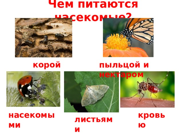 Чем питаются насекомые? пыльцой и нектаром корой насекомыми кровью листьями 