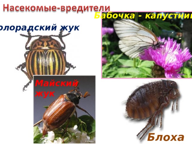 Бабочка - капустница Колорадский жук Майский жук Блоха 