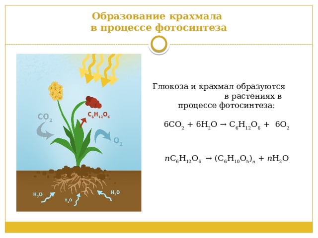 Образование крахмала  в процессе фотосинтеза Глюкоза и крахмал образуются в растениях в процессе фотосинтеза: 6СО 2 + 6Н 2 О → С 6 Н 12 О 6 + 6О 2 n С 6 Н 12 О 6 → (С 6 Н 10 О 5 ) n + n Н 2 О 
