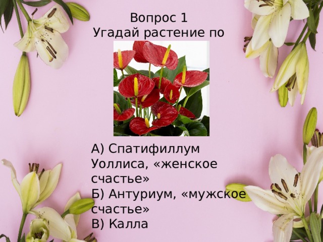 Вопрос 1 Угадай растение по картинке А) Спатифиллум Уоллиса, «женское счастье» Б) Антуриум, «мужское счастье» В) Калла  