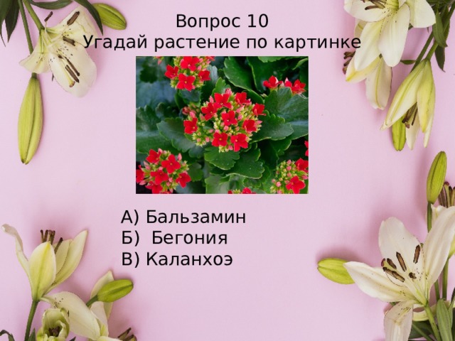 Вопрос 10 Угадай растение по картинке А) Бальзамин Б) Бегония В) Каланхоэ 