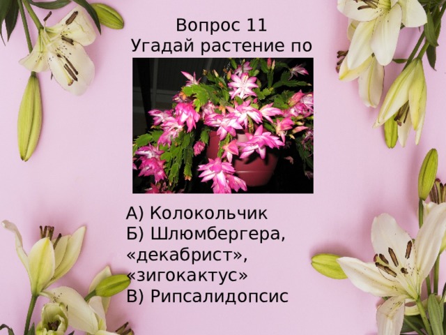 Вопрос 11 Угадай растение по картинке А) Колокольчик Б) Шлюмбергера, «декабрист», «зигокактус» В) Рипсалидопсис 