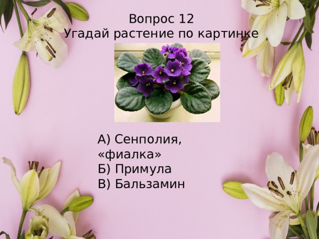 Вопрос 12 Угадай растение по картинке А) Сенполия, «фиалка» Б) Примула В) Бальзамин 