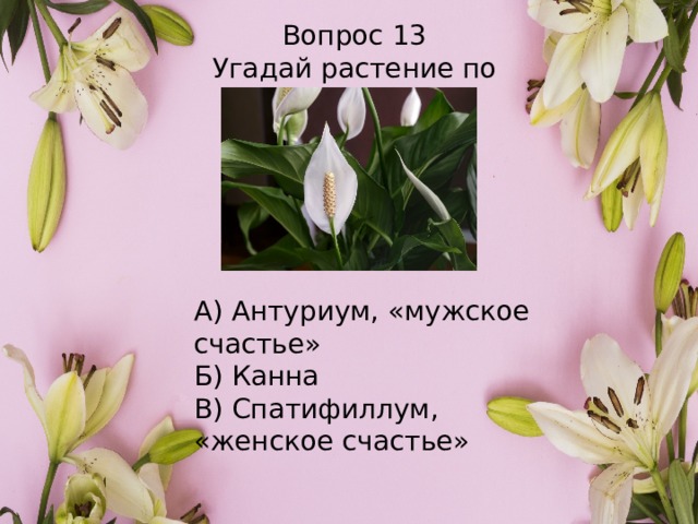 Вопрос 13 Угадай растение по картинке А) Антуриум, «мужское счастье» Б) Канна В) Спатифиллум, «женское счастье» 