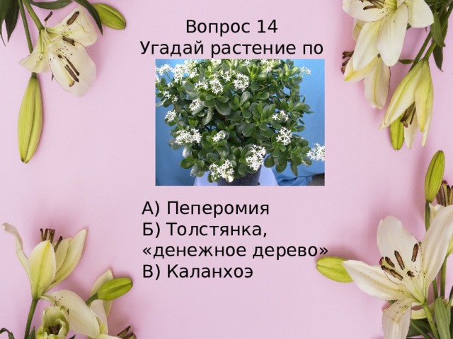 Вопрос 14 Угадай растение по картинке А) Пеперомия Б) Толстянка, «денежное дерево» В) Каланхоэ 