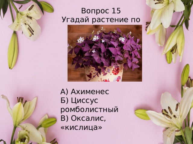 Вопрос 15 Угадай растение по картинке А) Ахименес Б) Циссус ромболистный В) Оксалис, «кислица» 