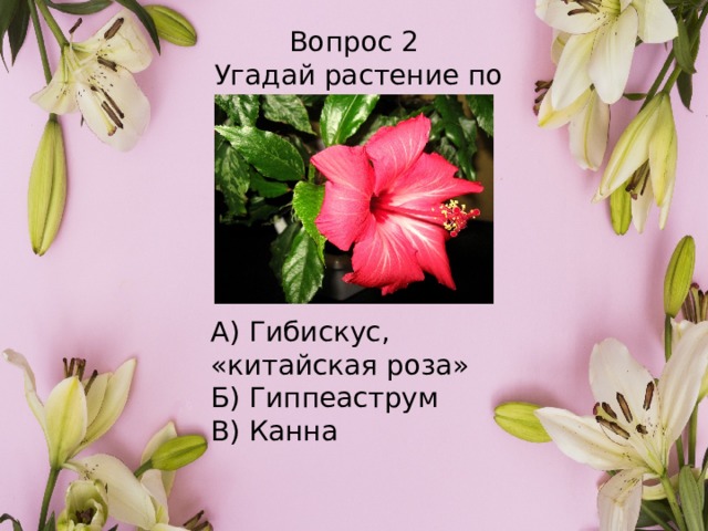 Вопрос 2  Угадай растение по картинке А) Гибискус, «китайская роза» Б) Гиппеаструм В) Канна 