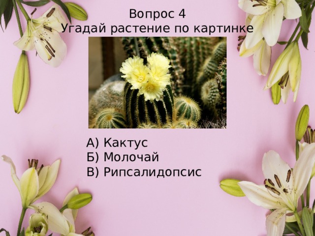 Вопрос 4 Угадай растение по картинке А) Кактус Б) Молочай В) Рипсалидопсис 