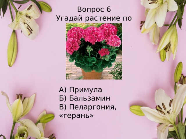 Вопрос 6 Угадай растение по картинке А) Примула Б) Бальзамин В) Пеларгония, «герань» 