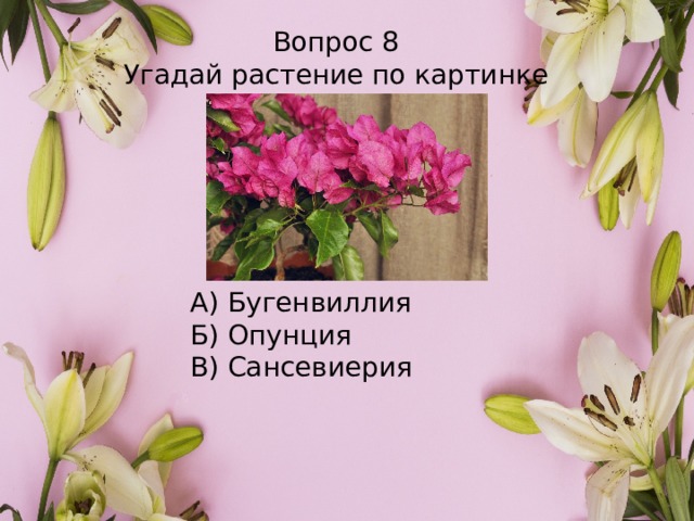 Вопрос 8 Угадай растение по картинке А) Бугенвиллия Б) Опунция В) Сансевиерия 