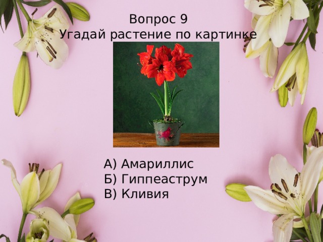 Вопрос 9 Угадай растение по картинке А) Амариллис Б) Гиппеаструм В) Кливия 