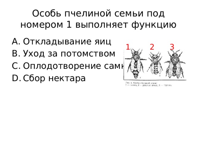 Особь пчелиной семьи под номером 1 выполняет функцию Откладывание яиц Уход за потомством Оплодотворение самки Сбор нектара 1 2 3 
