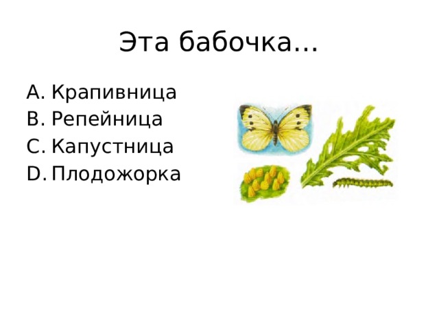 Эта бабочка… Крапивница Репейница Капустница Плодожорка 