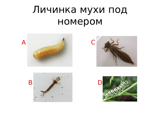 Личинка мухи под номером A C B D 