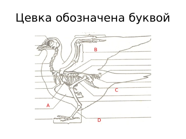 Цевка. Цевка у птиц. Скелет птицы цевка. Строение цевки.