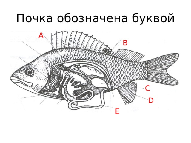 Внутреннее строение рыбы рисунок с подписями