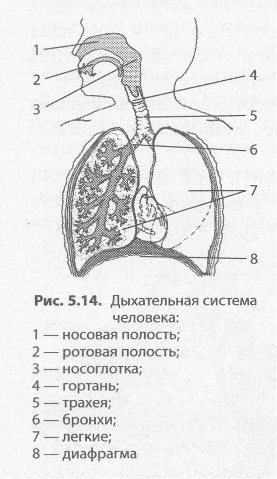 Легкие биология 8. Строение дыхательной системы. Схема дыхательной системы. Система органов дыхания схема. Схемы работы выделительной и дыхательной систем.