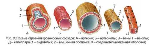 Артерии вены капилляры слои. Строение сосудов артерия Вена капилляр. Строение стенки сосудов артерий и вен. Схема строения артерий вен капилляров. Строение кровеносных сосудов анатомия.