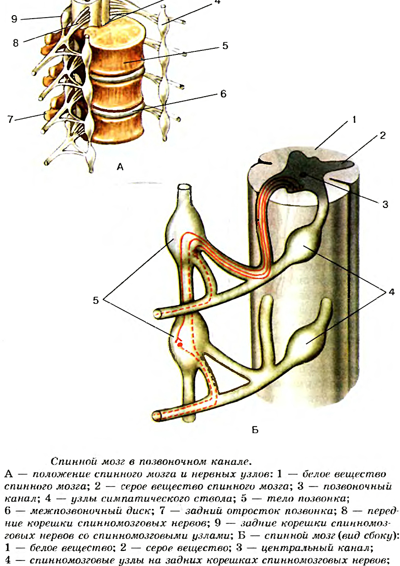 Биология 8 класс рисунок 77