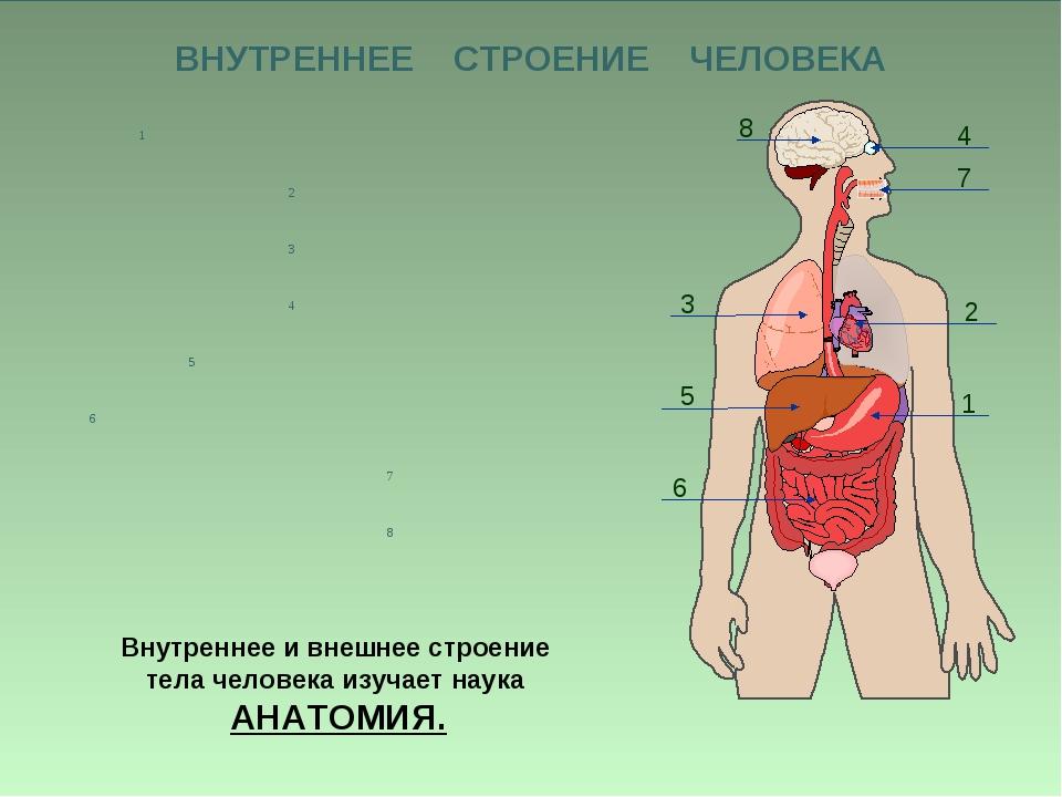 Анатомия строение организмов и органов. Строение человека. Внутренне строение человека. Организм человека анатомия.