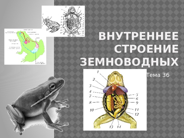 Системы органов строения земноводных