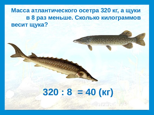  Масса атлантического осетра 320 кг, а щуки в 8 раз меньше. Сколько килограммов весит щука? Максимальная масса животного 320 : 8 = 40  (кг)   