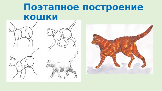 Поэтапное построение кошки 