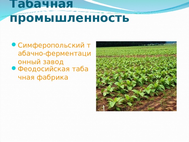 Табачная промышленность   Симферопольский табачно-ферментационный завод Феодосийская табачная фабрика  