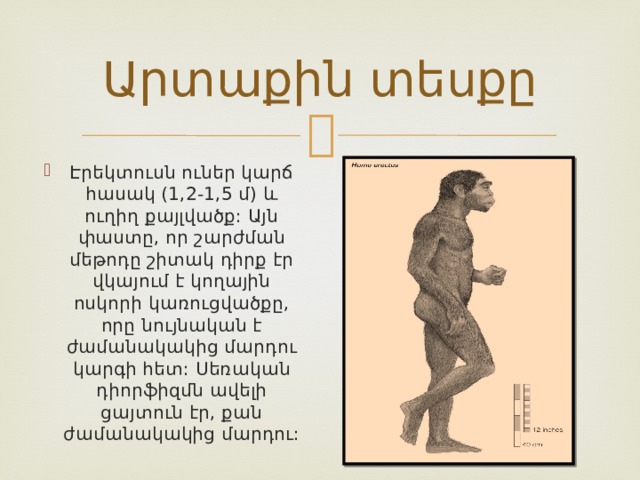 Արտաքին տեսքը Էրեկտուսն ուներ կարճ հասակ (1,2-1,5 մ) և ուղիղ քայլվածք: Այն փաստը, որ շարժման մեթոդը շիտակ դիրք էր վկայում է կողային ոսկորի կառուցվածքը, որը նույնական է ժամանակակից մարդու կարգի հետ: Սեռական դիորֆիզմն ավելի ցայտուն էր, քան ժամանակակից մարդու: 