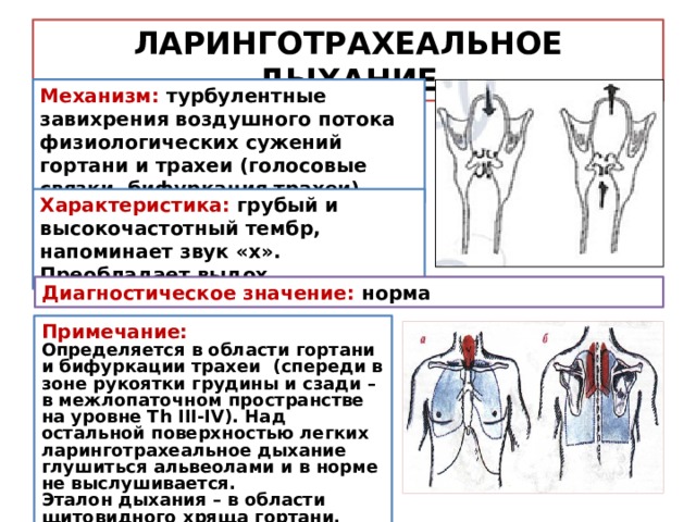 Заполните словесную схему механизма дыхания