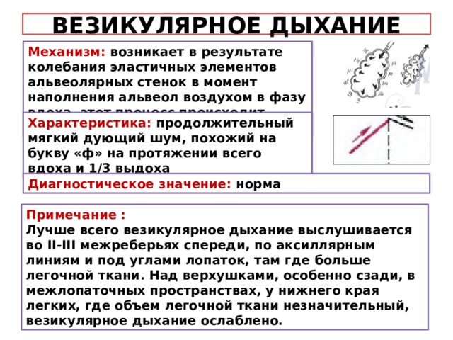 Везикулярное дыхание схема