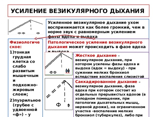 Схема везикулярного дыхания