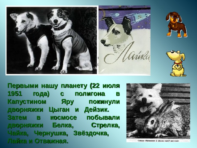 Первыми нашу планету (22 июля 1951 года) с полигона в Капустином Яру покинули дворняжки Цыган и Дейзик. Затем в космосе побывали дворняжки Белка, Стрелка, Чайка, Чернушка, Звёздочка, Лайка и Отважная. 