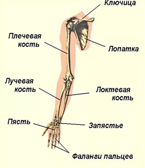 Кости википедия. Скелет плеча человека с названием костей. Лучевая кость плеча. Пояс верхних конечностей кошки. Плечевая кость полуподвижная.