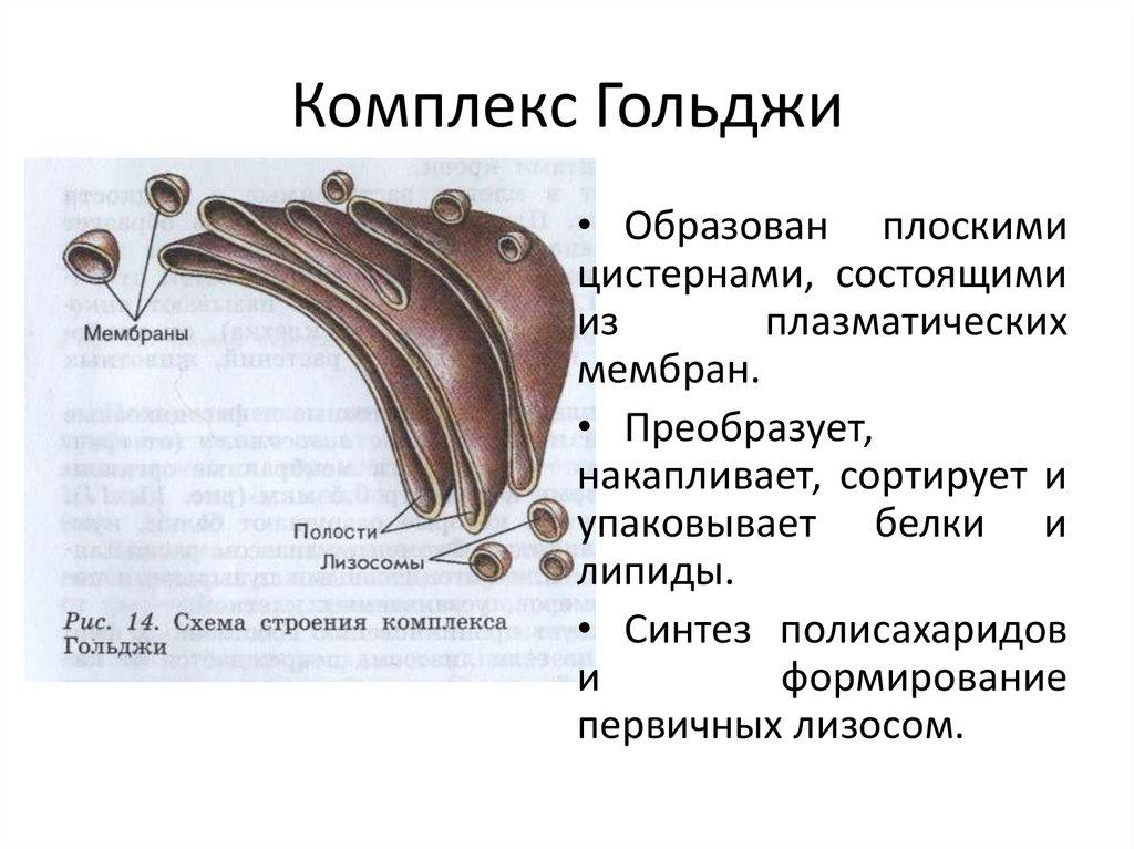 Комплекс гольджи функции